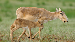 The Mass Die-off of Saiga This Spring Was Much Worse Than We Thought